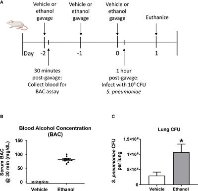 Ethanol Intoxication Impairs Respiratory Function and Bacterial Clearance and Is Associated With Neutrophil Accumulation in the Lung After Streptococcus pneumoniae Infection